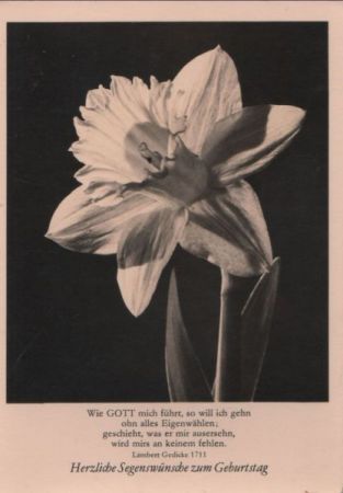 Segenswünsche zum Geburtstag Blume Segenswünsche zum Geburtstag Blume