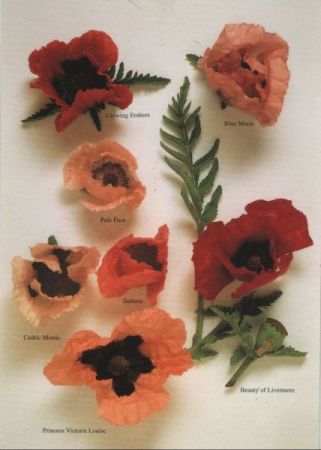 verschiedene Blüten Klatschmohn verschiedene Blüten Klatschmohn