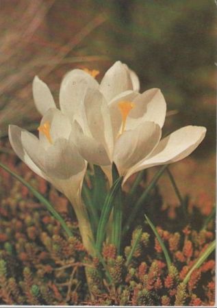 Herzliche Ostergrüße Blume Herzliche Ostergrüße Blume