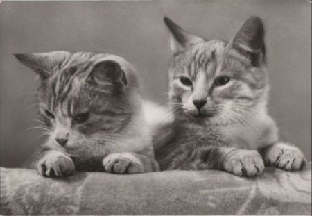 Zwei Katzen schauend Zwei Katzen schauend