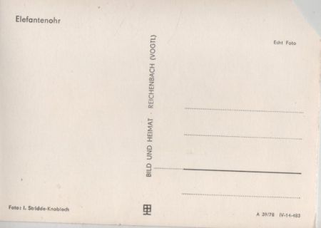Elefantenohr blühend
