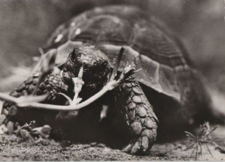 Landschildkröte Südosteuropa Landschildkröte Südosteuropa