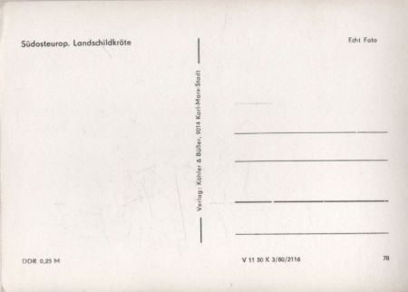 Landschildkröte Südosteuropa Landschildkröte Südosteuropa