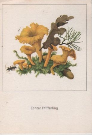 Echter Pfifferling Zeichnung Echter Pfifferling Zeichnung