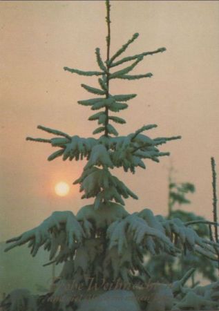 Frohe Weihnachten Winterbaum Frohe Weihnachten Winterbaum