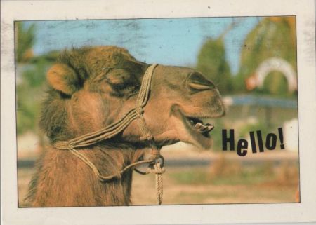 Hello Kamel Hello Kamel
