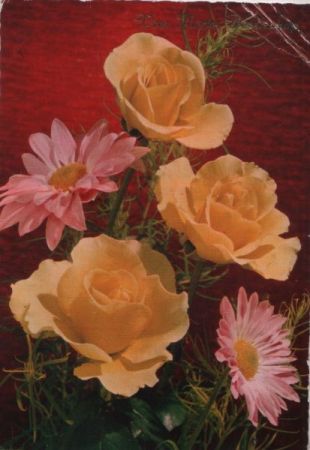 Van Harte Beterschap Rosen Van Harte Beterschap Rosen