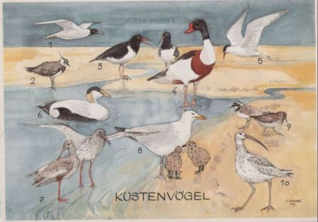 Küstenvögel gezeichnet Küstenvögel gezeichnet