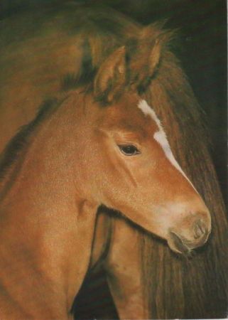 Pferd sinnierend Pferd sinnierend
