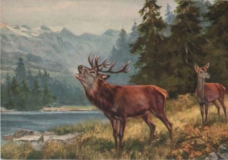 Hirsch am Bergsee Hirsch am Bergsee