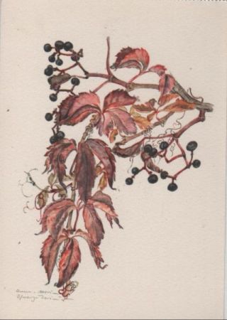 Zweig mit Beeren Zweig mit Beeren