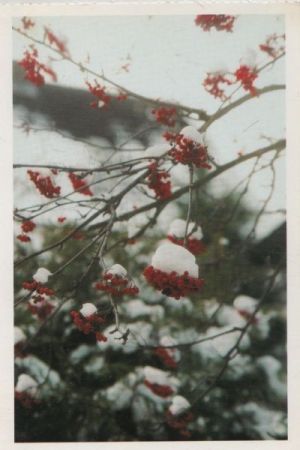 Blüten unter Schnee Blüten unter Schnee