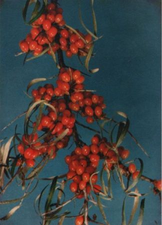 Sanddorn Beeren Sanddorn Beeren