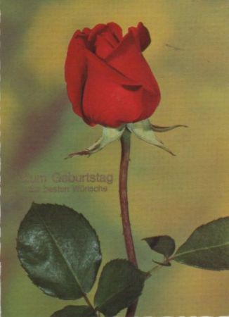 Zum Geburtstag Rose Zum Geburtstag Rose