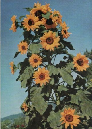 Sonnenblumen blühend Sonnenblumen blühend
