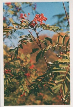 Vogelbeeren Sonderstempel Vogelbeeren Sonderstempel