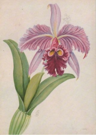 Orchidee Zeichnung Orchidee Zeichnung