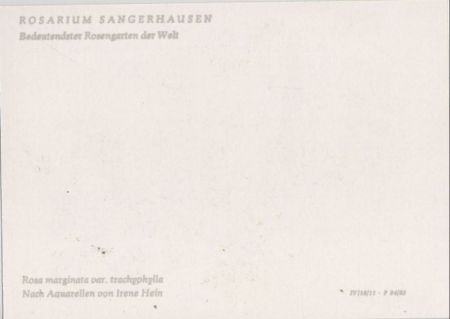 Rosarium Sangerhausen Rosa marginata