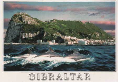 Gibraltar - Großbritannien - Delfine Gibraltar - Großbritannien - Delfine