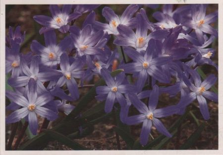 Blüten violett Blüten violett