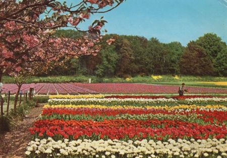 Holland - Niederlande - Blumenland Holland - Niederlande - Blumenland