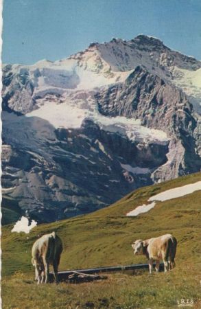 Jungfrau - Schweiz - Weide Jungfrau - Schweiz - Weide
