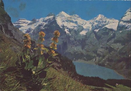 Oeschinensee - Schweiz - Gelber Enzian Oeschinensee - Schweiz - Gelber Enzian