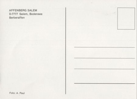 Salem bei Ratzeburg - Affenberg - Berberaffen