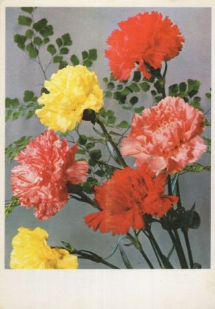 Blumen blühend Blumen blühend