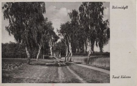 Möser - Forst Külzau, Birkenidyll Möser - Forst Külzau, Birkenidyll