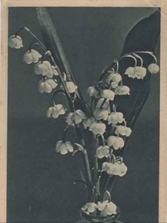 Blumen im Glas Blumen im Glas