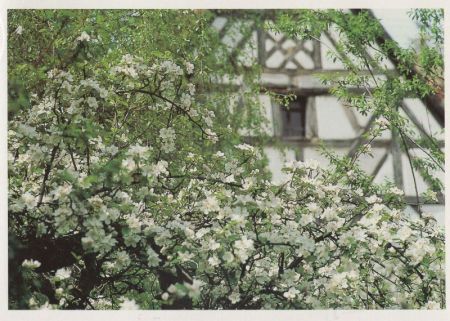 Kirschblüte vor Fachwerk Kirschblüte vor Fachwerk