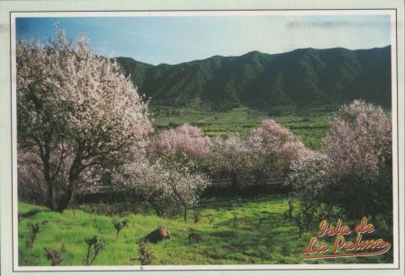 El Paso - Spanien - Almendros en flor El Paso - Spanien - Almendros en flor