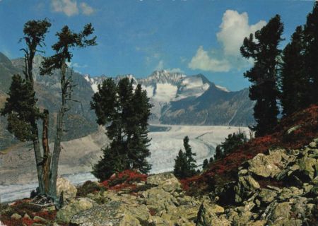 Aletschgletscher - Schweiz - Aletschwald Aletschgletscher - Schweiz - Aletschwald
