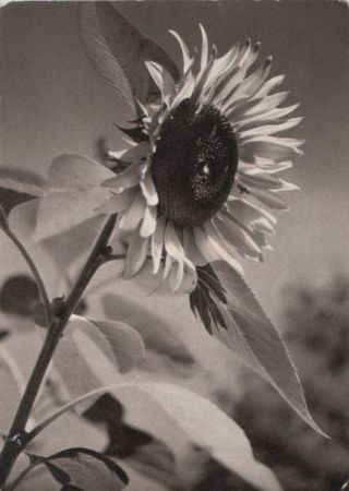 Sonnenblume - Blaukreuzjugendwerk - 1962 Sonnenblume - Blaukreuzjugendwerk - 1962