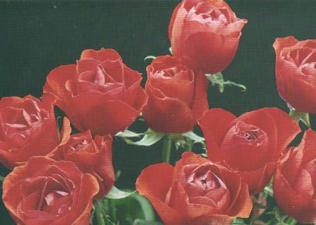 elf rote Rosen - 2004 elf rote Rosen - 2004
