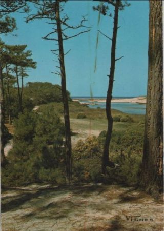 Frankreich - Landes - Foret proche - 1976 Frankreich - Landes - Foret proche - 1976