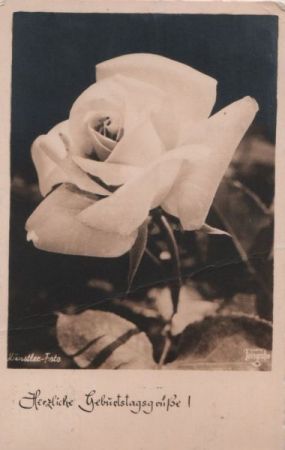 Geburtstagsgrüße - Rose Geburtstagsgrüße - Rose