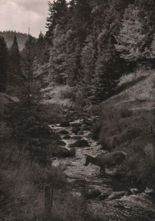 Rottier im Wildbach - ca. 1960 Rottier im Wildbach - ca. 1960