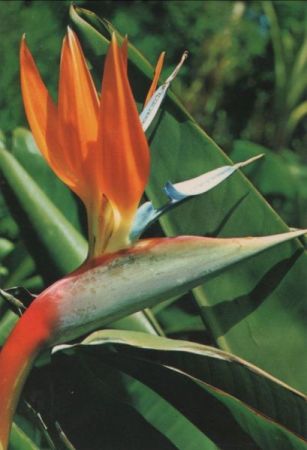 Spanien - Teneriffa - Flores, Pajaro del paraiso - ca. 1980 Spanien - Teneriffa - Flores, Pajaro del paraiso - ca. 1980