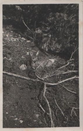 Schweiz - Schweizer Nationalpark - Val Cluoza, junges Reh - 1927 Schweiz - Schweizer Nationalpark - Val Cluoza, junges Reh - 1927