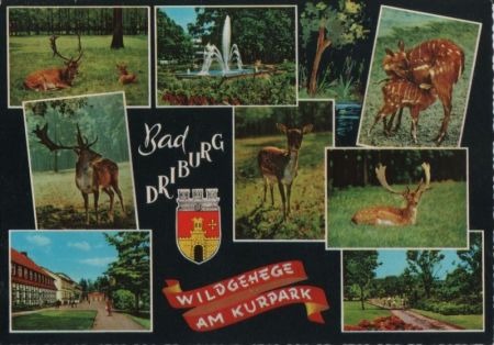 Bad Driburg - Wildgehege am Kurpark - ca. 1975 Bad Driburg - Wildgehege am Kurpark - ca. 1975
