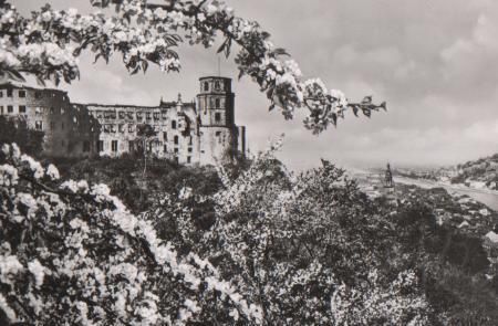 Schloss Heidelberg zur Blütezeit - 1957 Schloss Heidelberg zur Blütezeit - 1957
