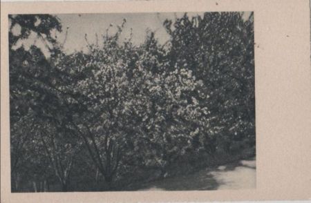 Strauch in Blütenpracht - ca. 1955 Strauch in Blütenpracht - ca. 1955