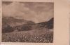 Preview image: Landschaft mit blühender Wiese Landschaft mit blühender Wiese