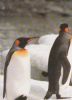 Preview image: 2 Pinguine - 2004 2 Pinguine - 2004