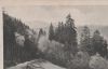 Thale - Dicke Tannen bei Hohegeiss - ca. 1935