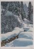 Preview image: Winterlandschaft im Wald - ca. 1970 Winterlandschaft im Wald - ca. 1970