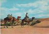 Spanien - Maspalomas - Camellos en las dunas - 1976