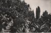 Monaco - Monaco - Jardin Exotique, Allee des aloes - ca. 1955